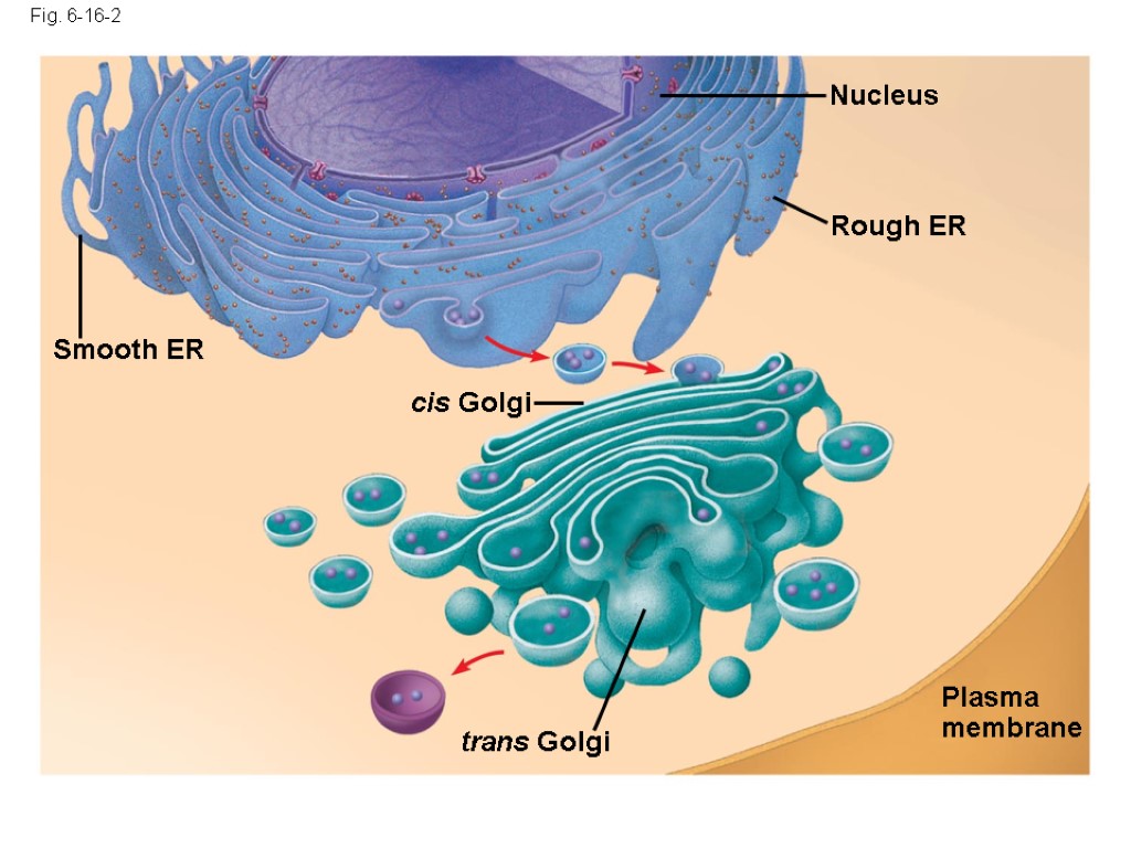 Fig. 6-16-2 Smooth ER Nucleus Rough ER Plasma membrane cis Golgi trans Golgi